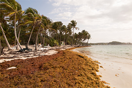 Caribbean